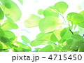 新緑イメージ