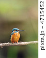 止まり木のカワセミ
