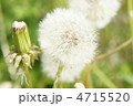 わたげ