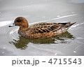 鴨