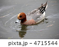 鴨