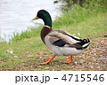 鴨