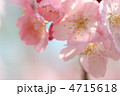 横浜緋桜