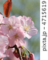 横浜緋桜