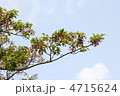 葉桜