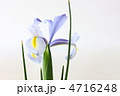 アヤメ
