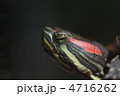 アカミミガメ