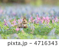 エゾリス