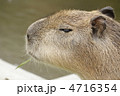 カピパラ