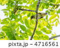 メボソムシクイ