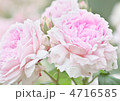バラの花