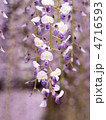 美しい藤の花