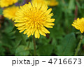 繁殖力の強い外来種セイヨウタンポポの開花・横位置