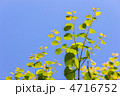 新緑の桂