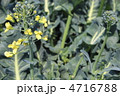 ブロッコリーの花