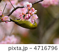 コヒガンザクラとメジロ