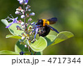 熊蜂