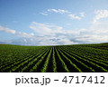 大豆畑と青空