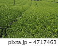 茶畑