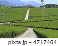 茶畑