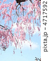 桜1