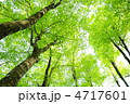 白神山地のブナの原生林