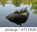 石の上の亀