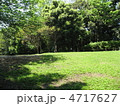 公園の芝生