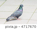 鳩