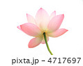 蓮の花