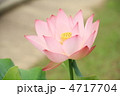 蓮の花