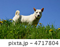 白い犬