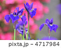 菖蒲の囁き