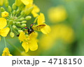飛翔_　菜の花とアブ