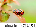 てんとう虫のペアと木瓜