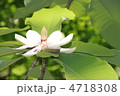 泰山木の花