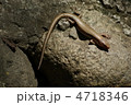 岩場のトカゲ