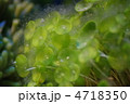 かさのり