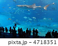美海のジンベイ