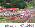 月川温泉の花桃