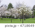 中島公園の桜