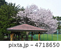 円山公園の桜