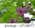 アケビ
