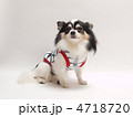 お座りするチワワ