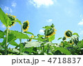 太陽に向かうひまわり