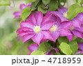 クレマチスの花