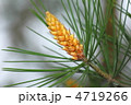 シロマツの花 シロマツの花