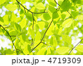 アズキナシの若葉