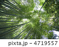 竹林