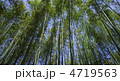 竹林